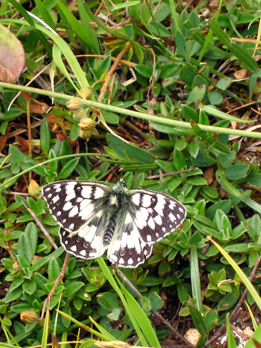 Melanargia russiae